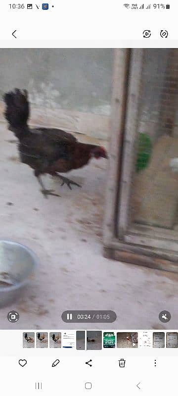 Egg Lying Misri pair for Sale 2