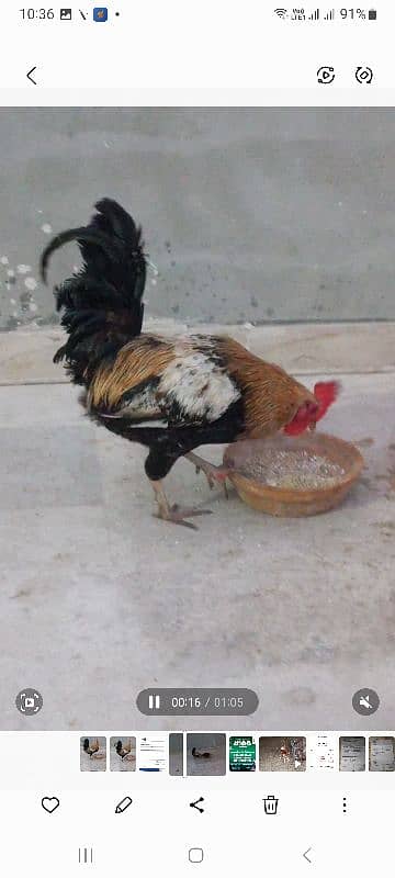 Egg Lying Misri pair for Sale 4