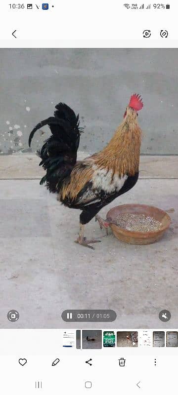 Egg Lying Misri pair for Sale 5