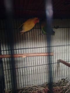 Lovebirds 2 breeder pair Egg Laying Full active 2 portion Cage