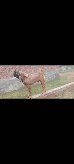 for sale goat male