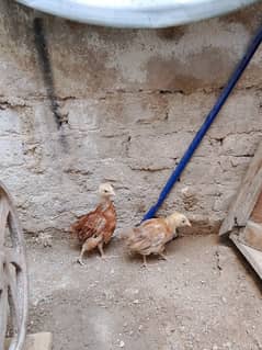 Misri 2 chicks  for sale  parrots Hens