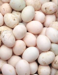 duck eggs for sale in stock fertile