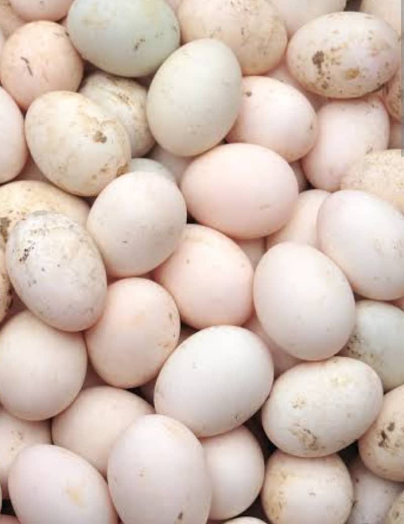 duck eggs for sale in stock fertile 0