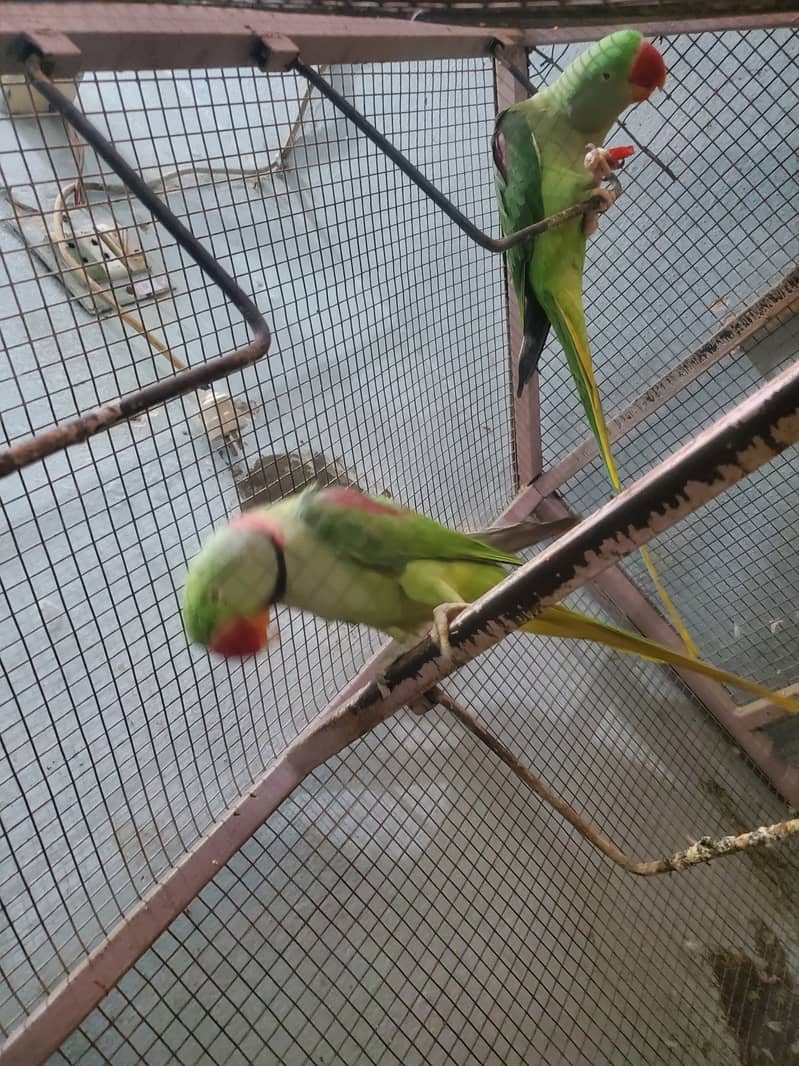 Kashmiri Raw parrots pair 0