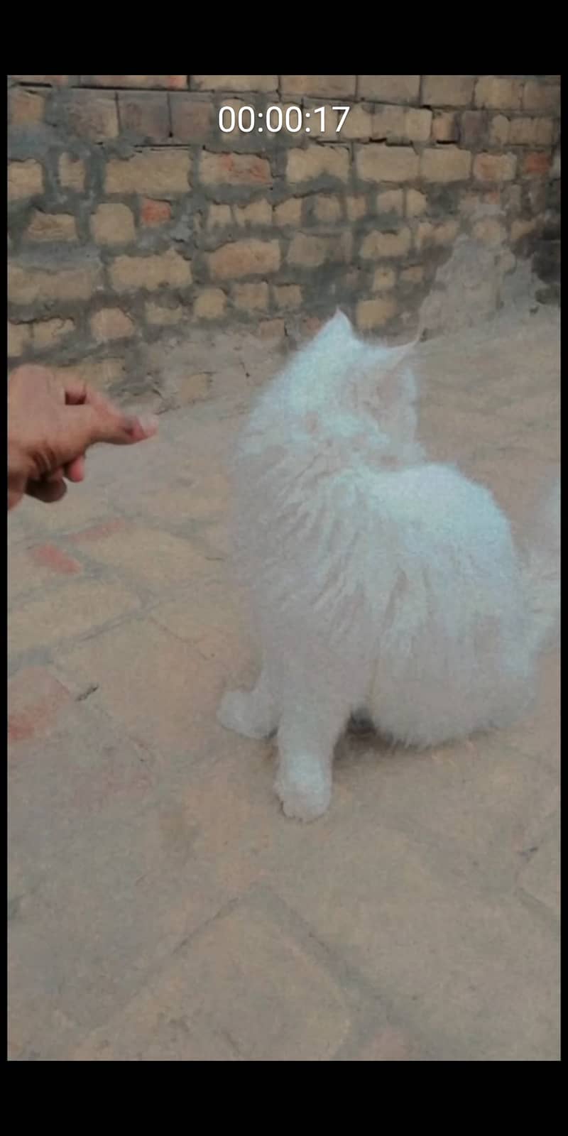 Persian cat age 2 year male 0