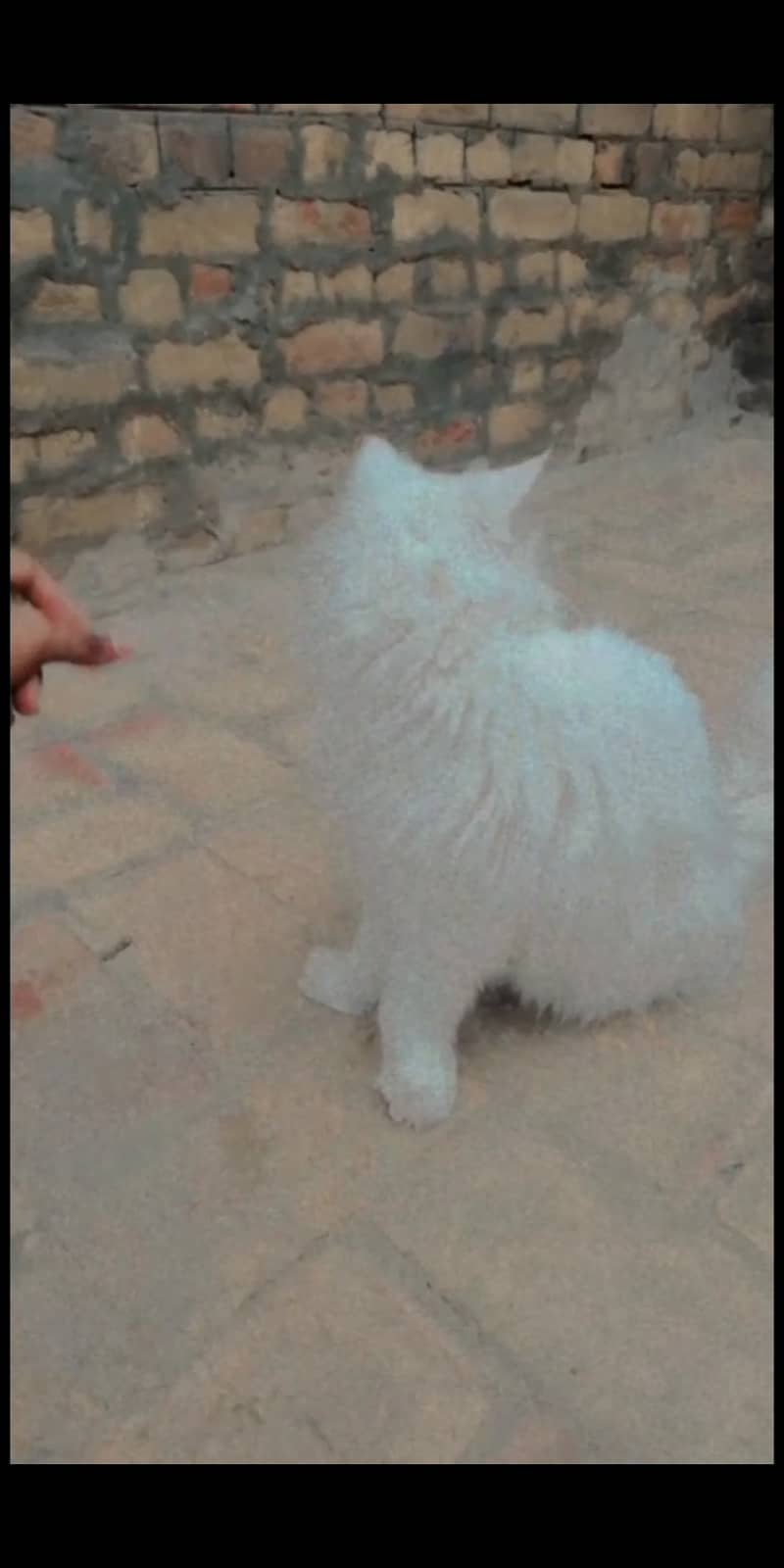 Persian cat age 2 year male 2