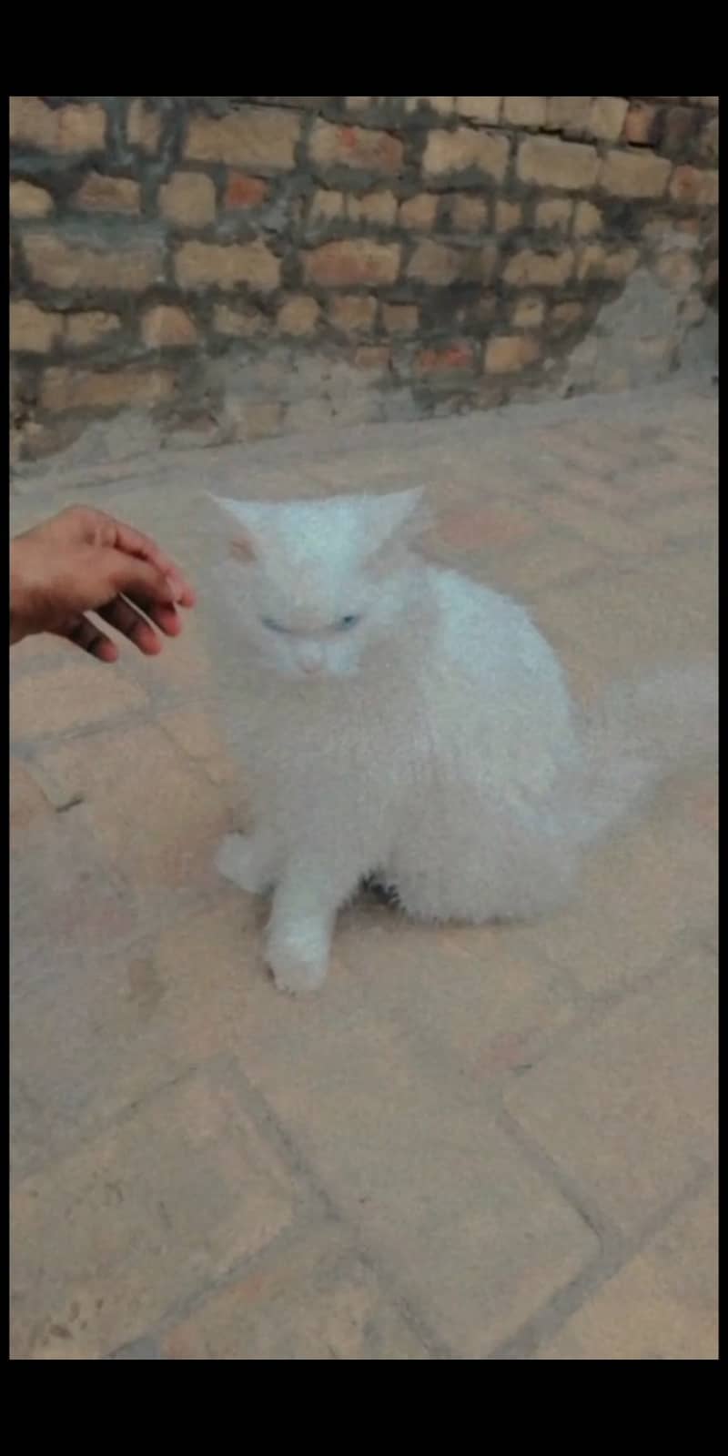 Persian cat age 2 year male 3