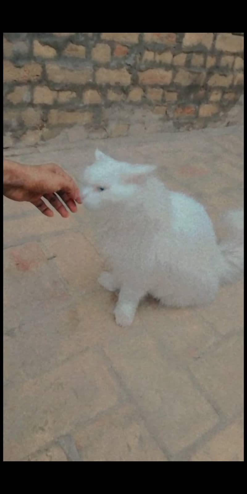 Persian cat age 2 year male 4