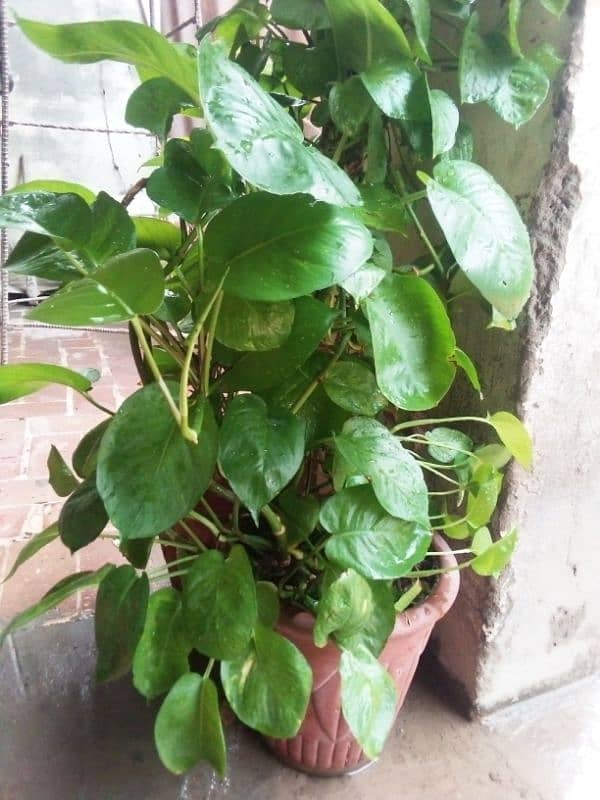 Money Plant 1