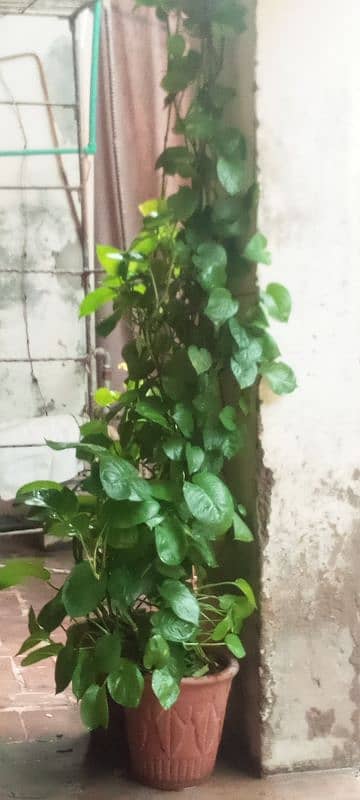 Money Plant 2