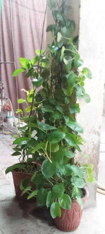 Money Plant 5