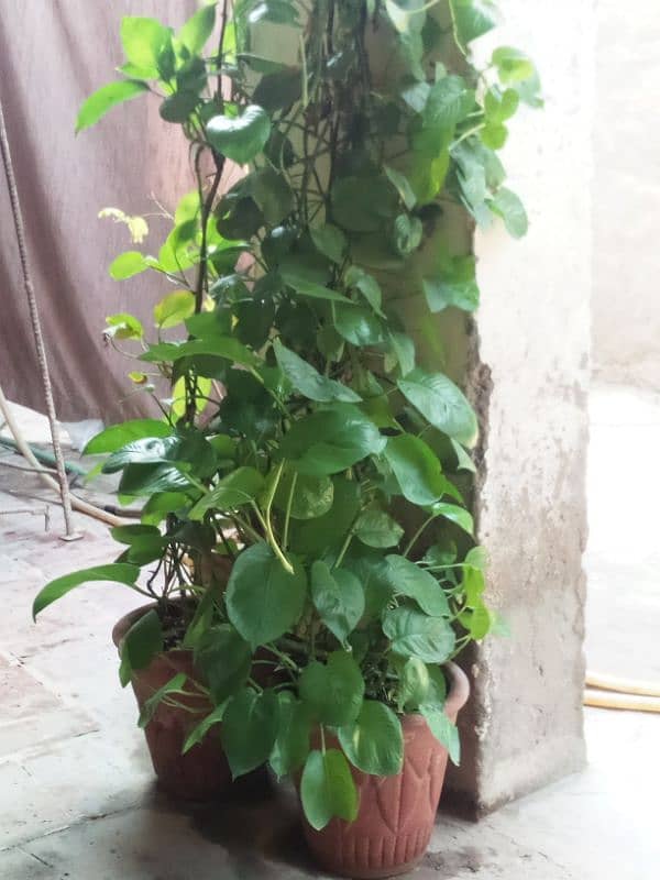 Money Plant 6