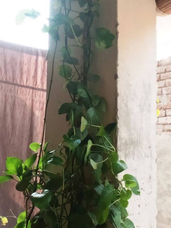 Money Plant 7