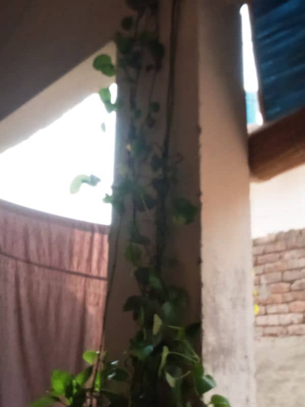 Money Plant 9