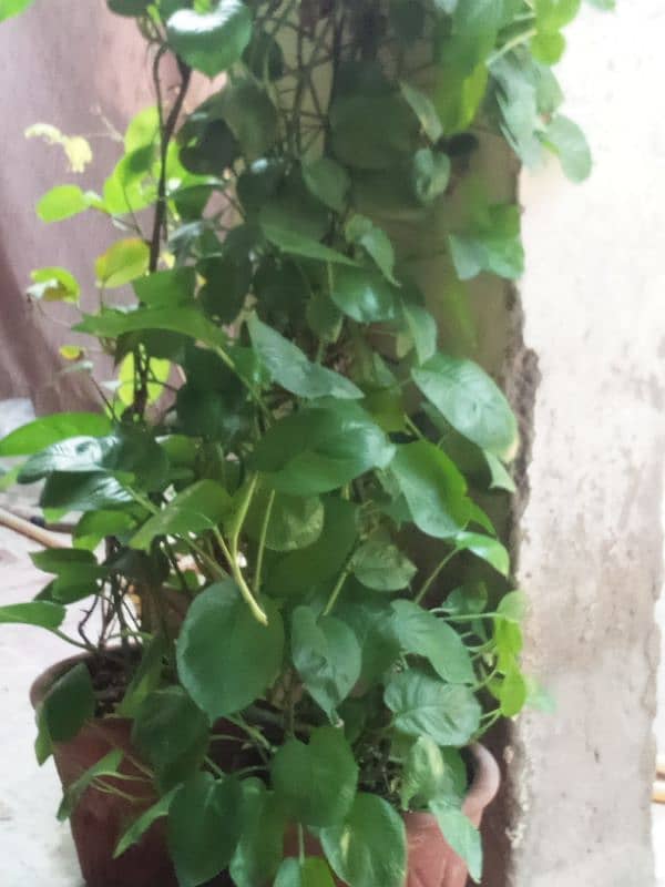 Money Plant 10