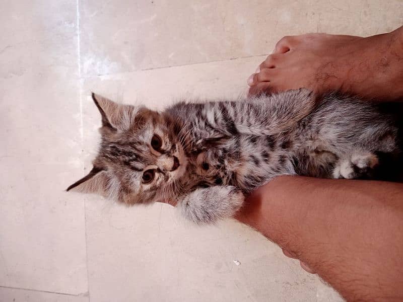 persian cat for sale 3