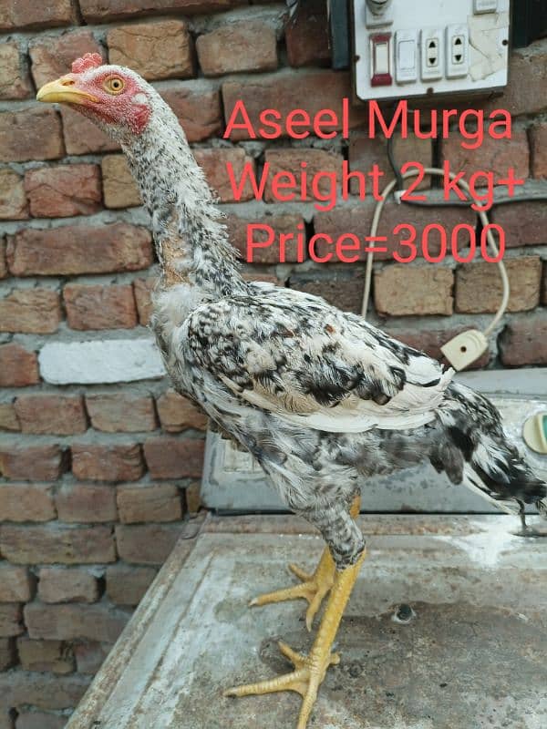 Aseel Murga &murgi's 03090223871 2