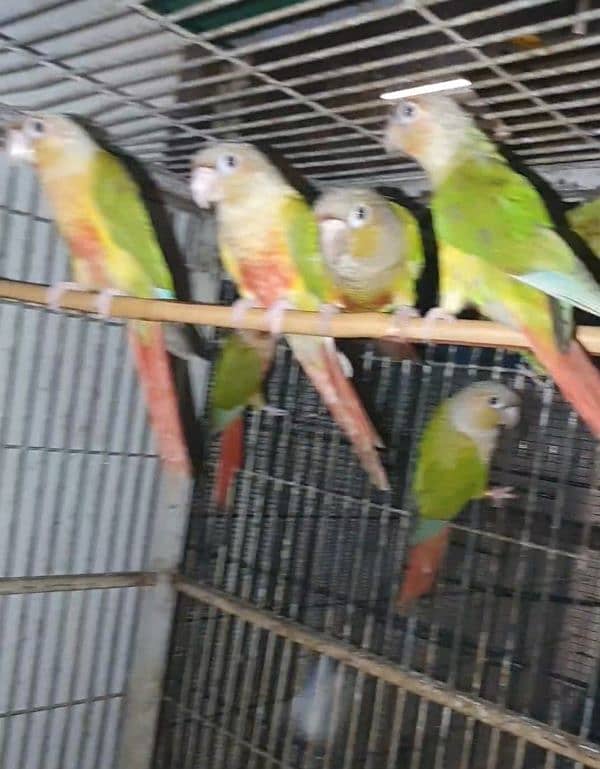 conure 2