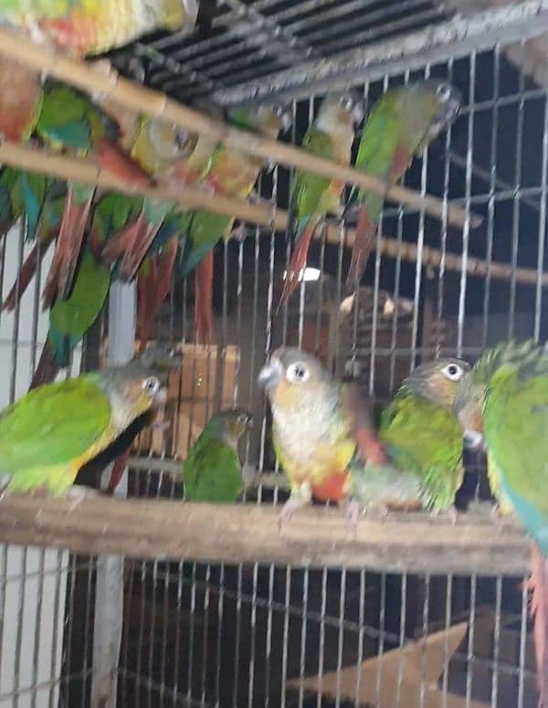 conure 3