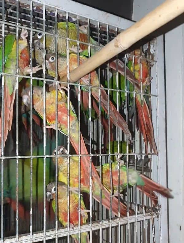 conure 4