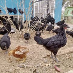 Australorp - 2 months