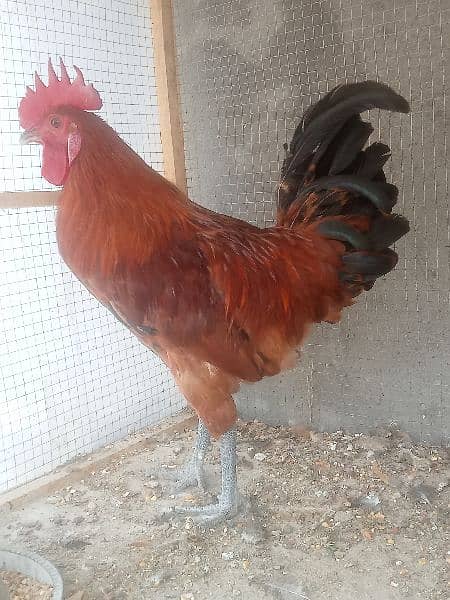 active healthy Desi rooster 0