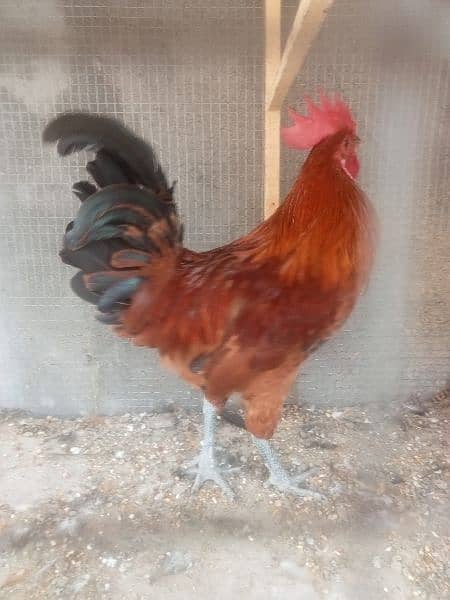 active healthy Desi rooster 1