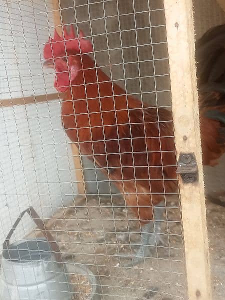 active healthy Desi rooster 3