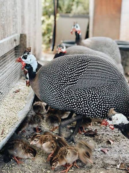 guinea fowl چینی مرغی کے انڈے دستیاب ہیں 0