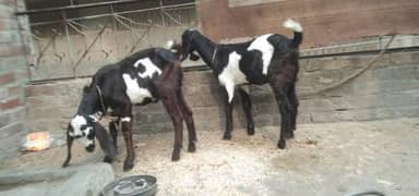 bakri k bachy male female for sale. 0310_7286943