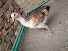 Aseel Cross hen