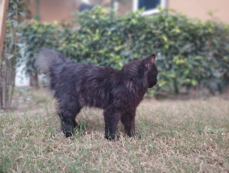 Persian Female Cat 2