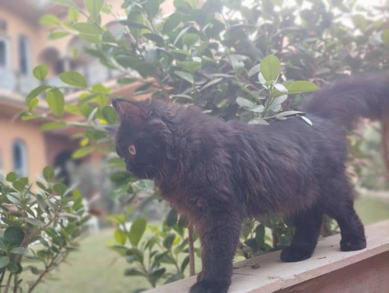 Persian Female Cat 7