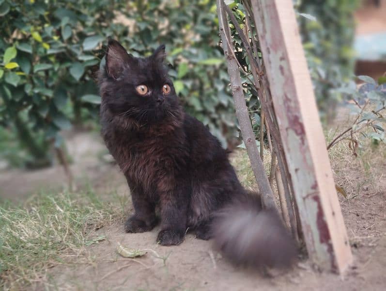 Persian Female Cat 9