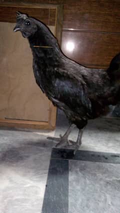 Ayam cemani