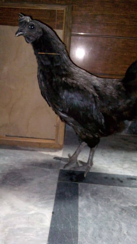 Ayam cemani 0