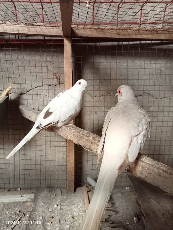 dove pair 0