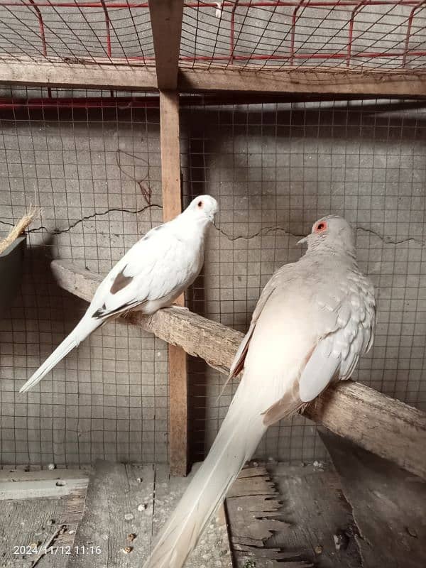 dove pair 1