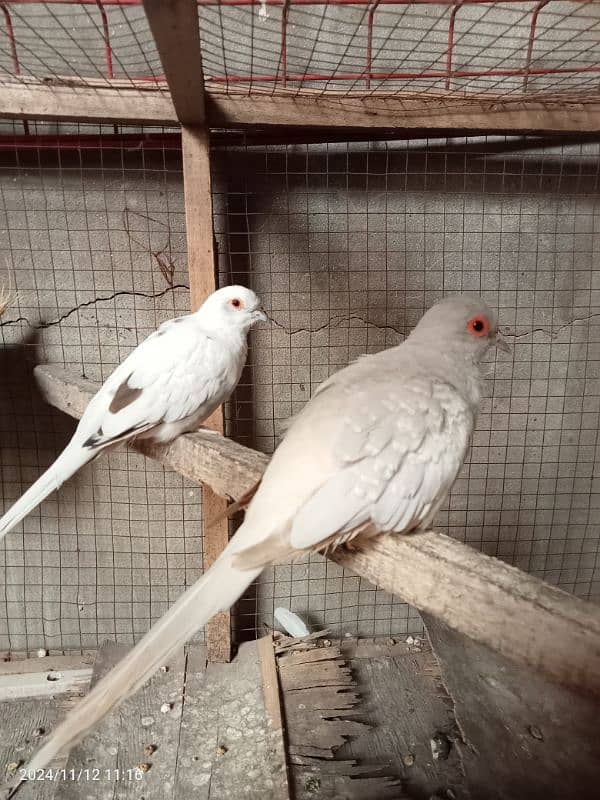 dove pair 7