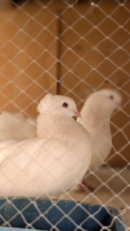 white lucky pigeon 2