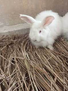 Fancy breeder male rabbit