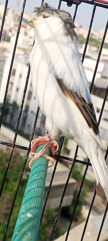 canary singing bird 1