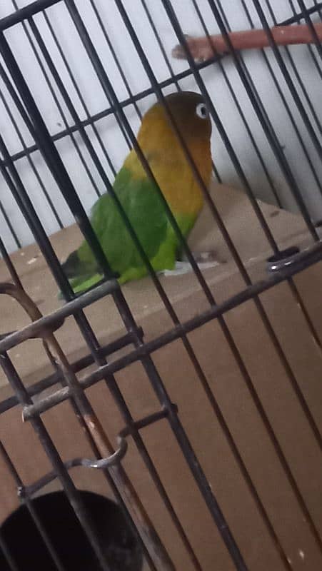 Fisher's Love Bird Quality Young Male 2