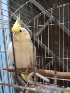 Common White Male Cockatiel