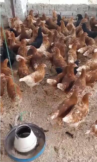 Golden misri |Lohman brown murghi | Eggs laying hens | desi eggs 0