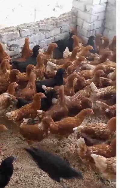 Golden misri |Lohman brown murghi | Eggs laying hens | desi eggs 3