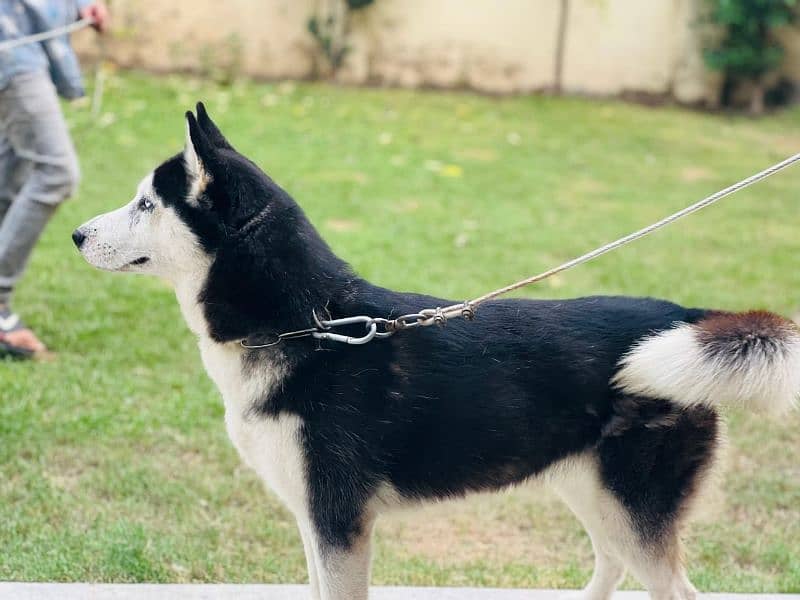 husky dog black white blue eyes young female 0