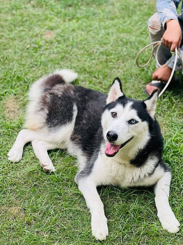 husky dog black white blue eyes young female 1