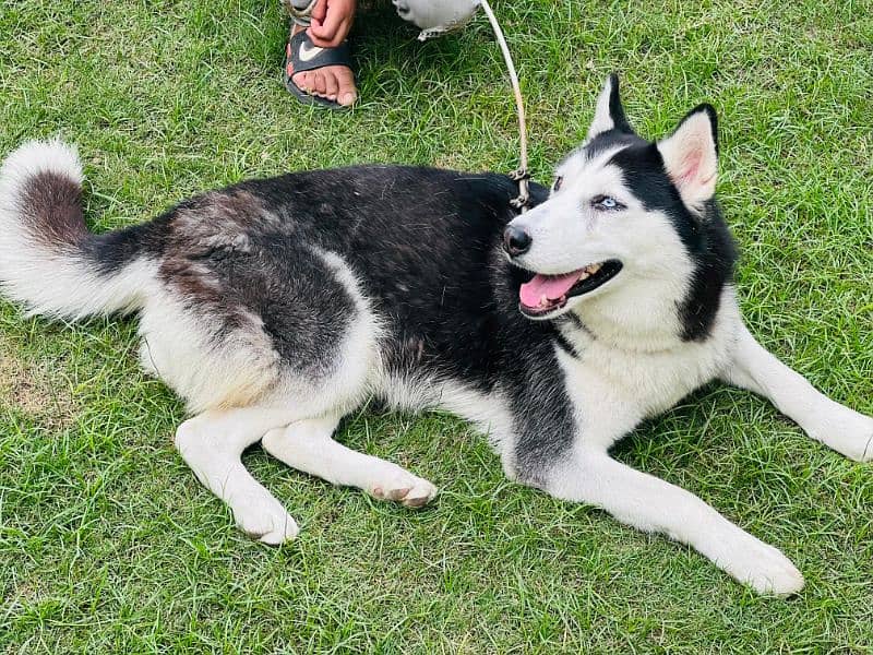 husky dog black white blue eyes young female 4